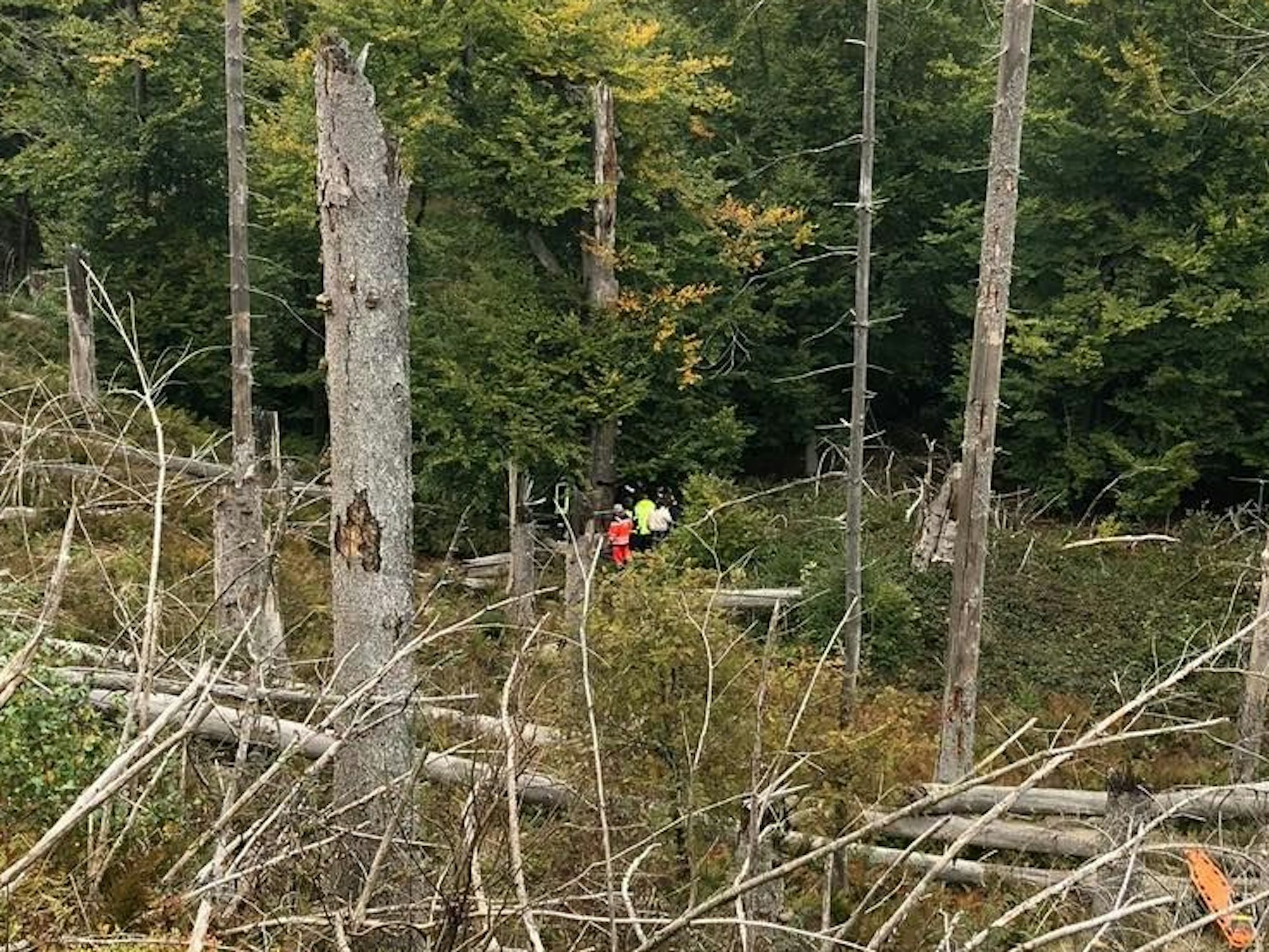 Kräfte von Polizei und Feuerwehr sind in einem dichten Wald im Einsatz.