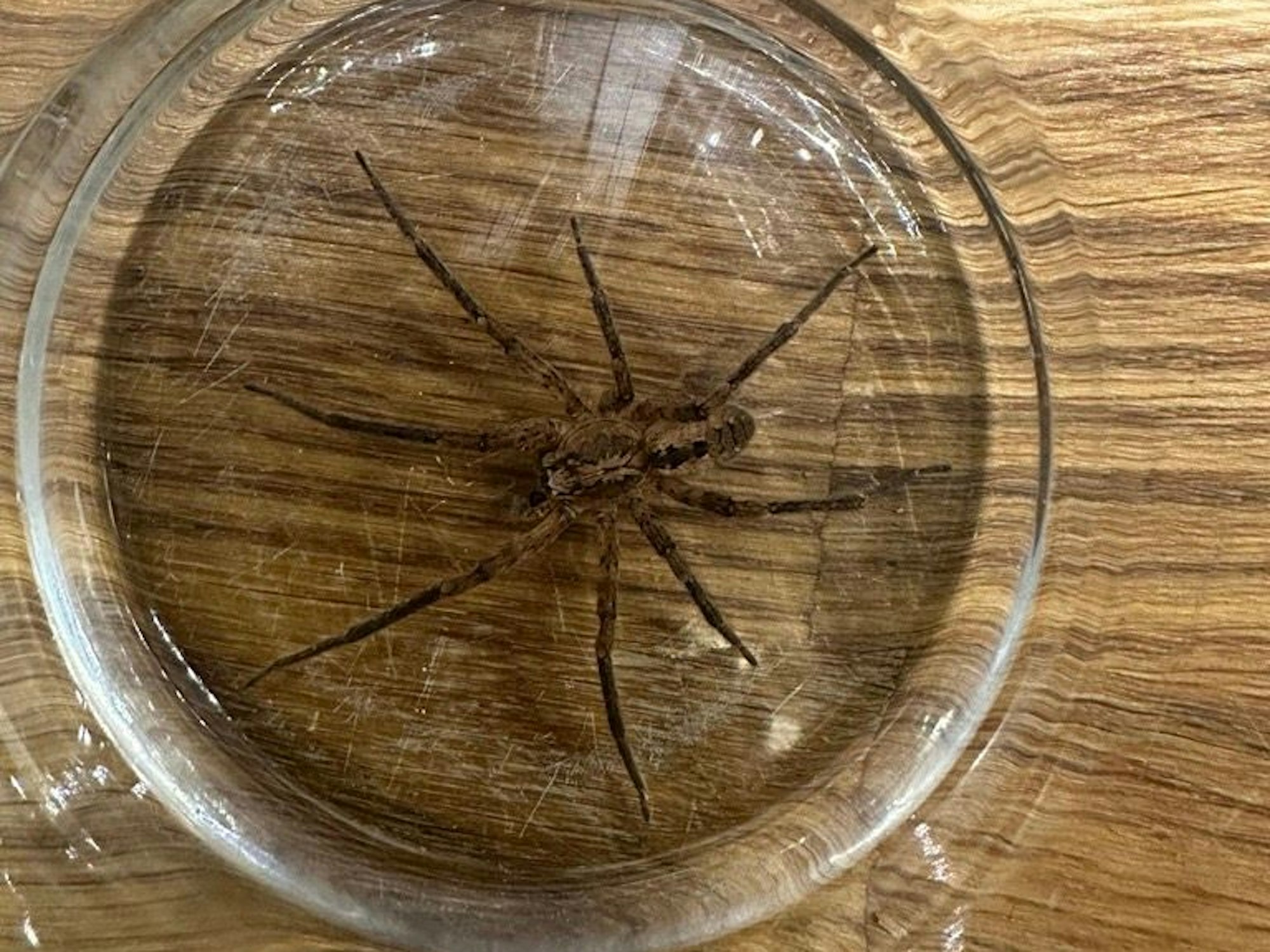 Die Kölner Nosferatu-Spinne: Die eindeutige Färbung und das markante Muster auf dem Körper ist deutlich zu erkennen.