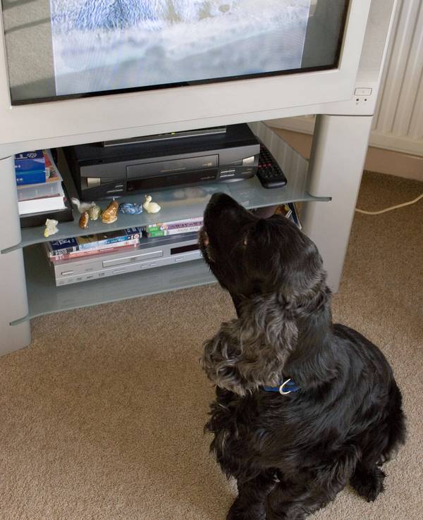 English Cocker Spaniel, alter Hund schaut Fernsehen