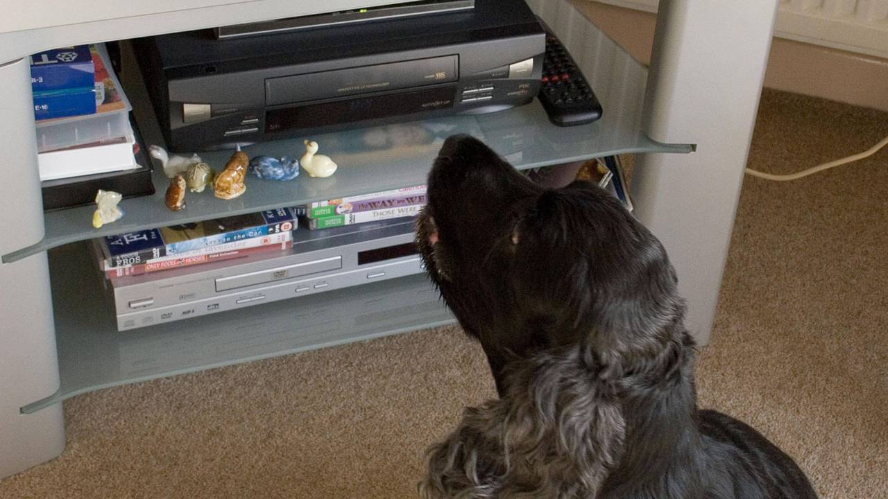 English Cocker Spaniel, alter Hund schaut Fernsehen