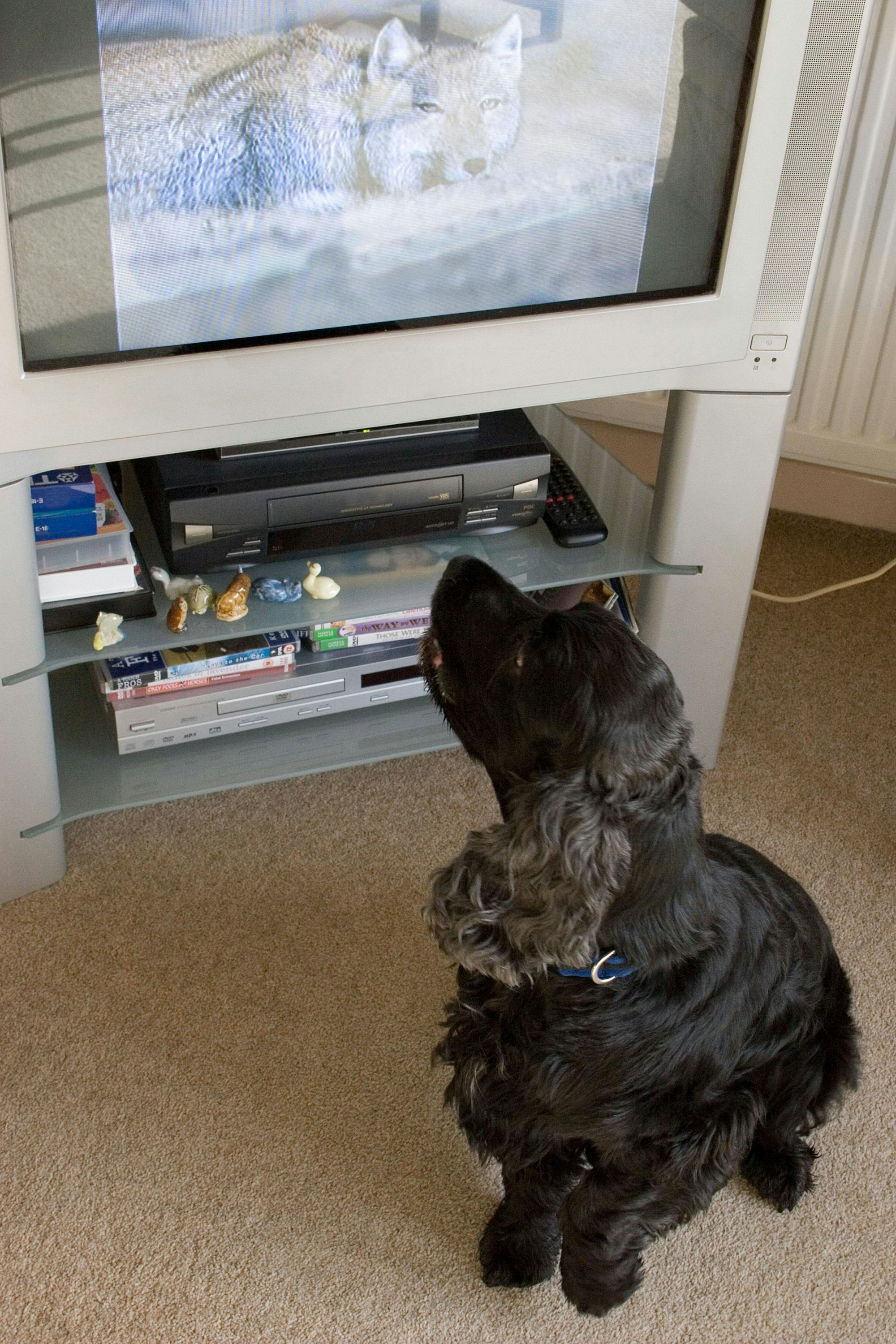 English Cocker Spaniel, alter Hund schaut Fernsehen
