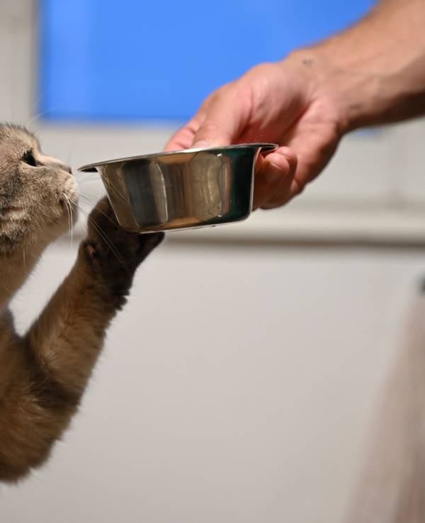 Eine Katze streckt ihre Pfote zu dem Futternapf in der Hand ihres Besitzers