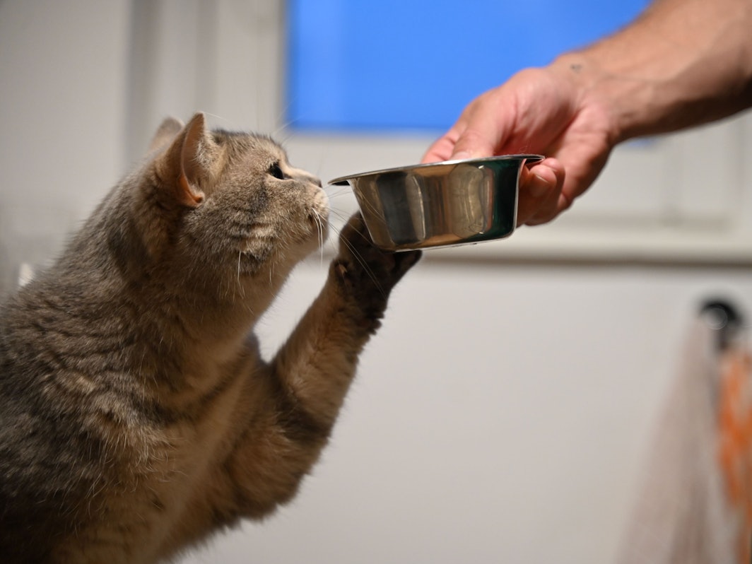 Eine Katze streckt ihre Pfote zu dem Futternapf in der Hand ihres Besitzers