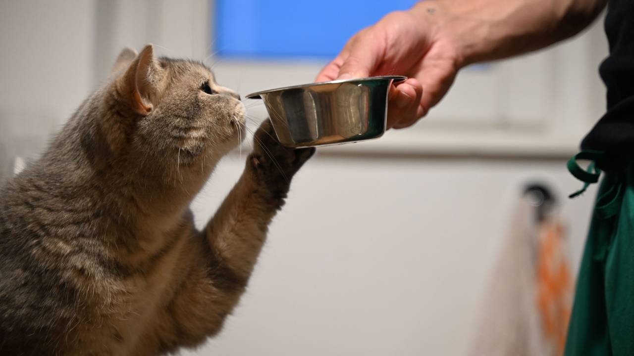 Eine Katze streckt ihre Pfote zu dem Futternapf in der Hand ihres Besitzers