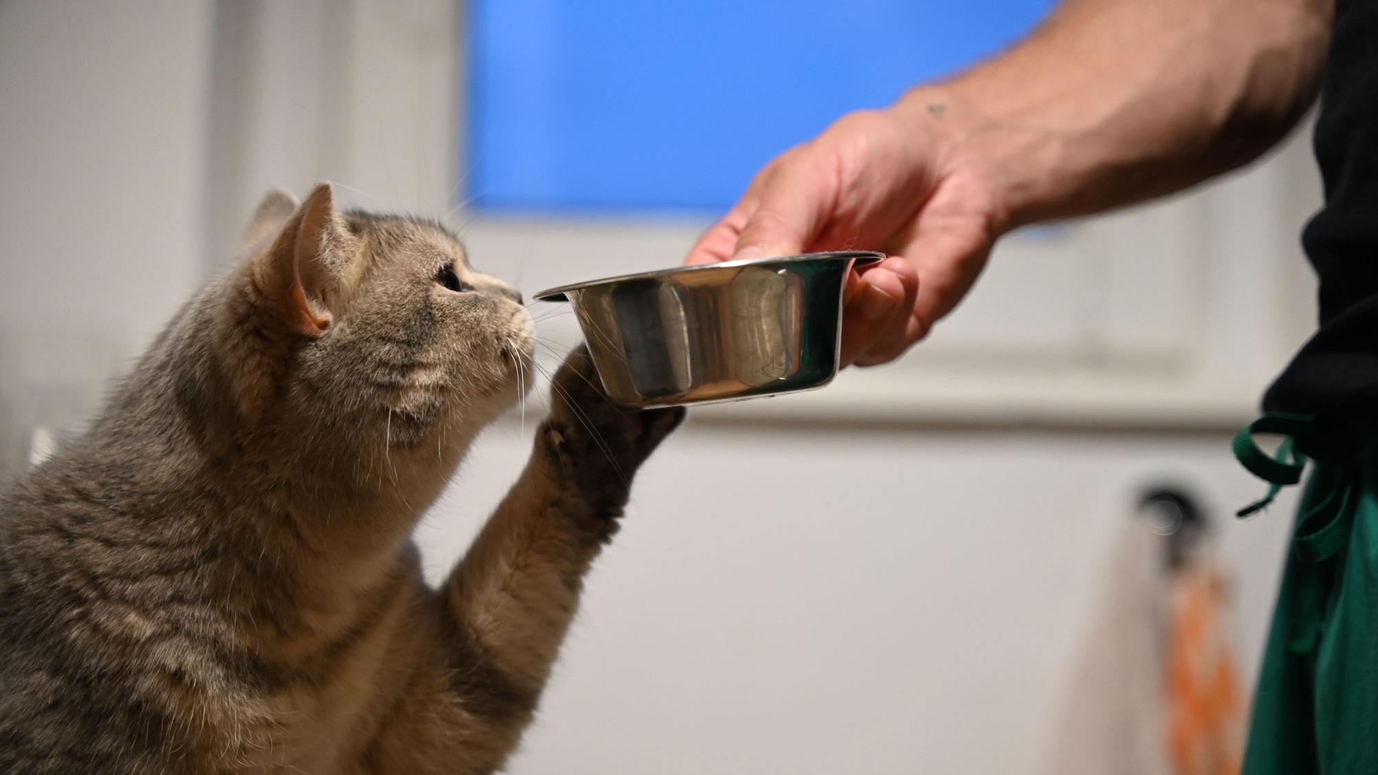 Eine Katze streckt ihre Pfote zu dem Futternapf in der Hand ihres Besitzers