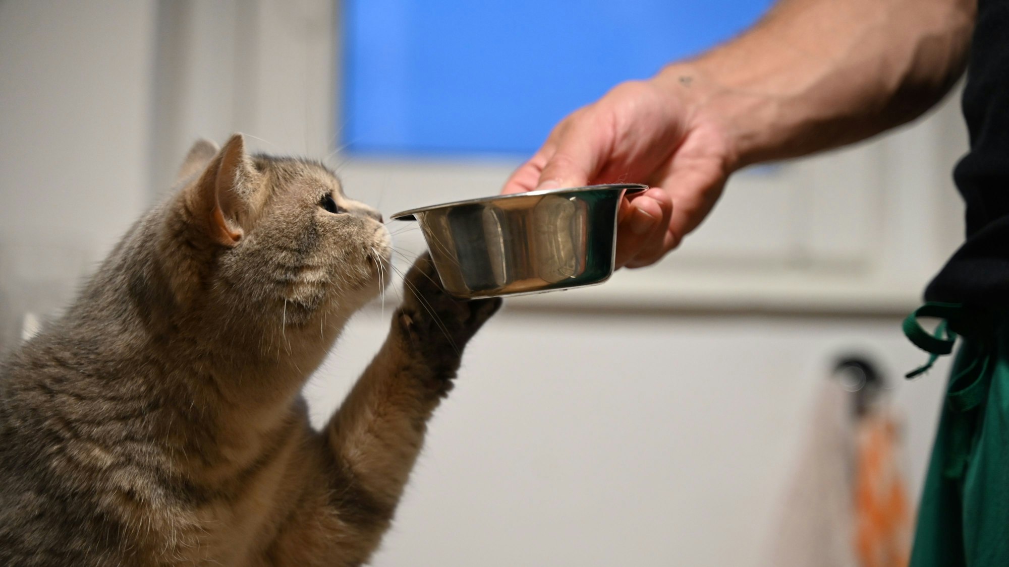 Eine Katze streckt ihre Pfote zu dem Futternapf in der Hand ihres Besitzers