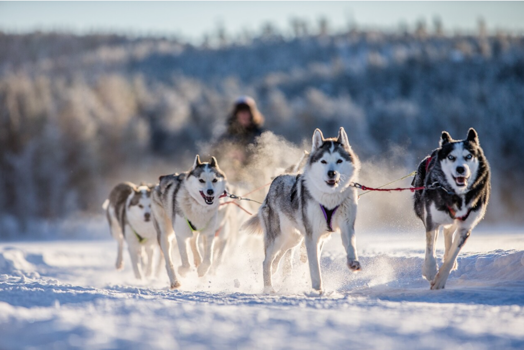 Das Bild zeigt einen von eifrigen Huskys gezogenen Schlitten in einer verschneiten Landschaft.