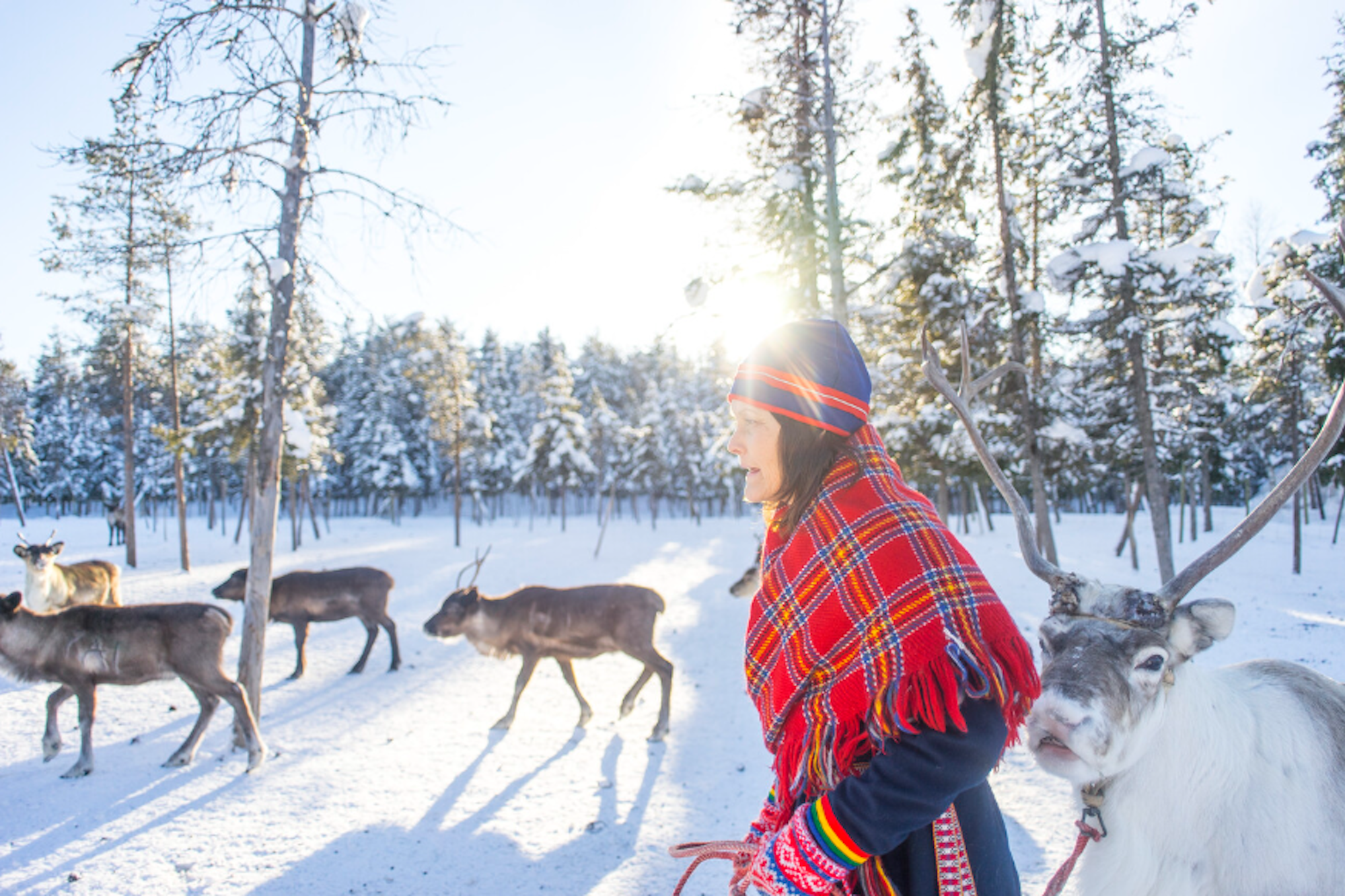 Das Bild zeigt eine Person, die ein Rentier an einer Leine führt. Im Hintergrund ziehen weitere Rentiere durch die verschneite Winterlandschaft.
