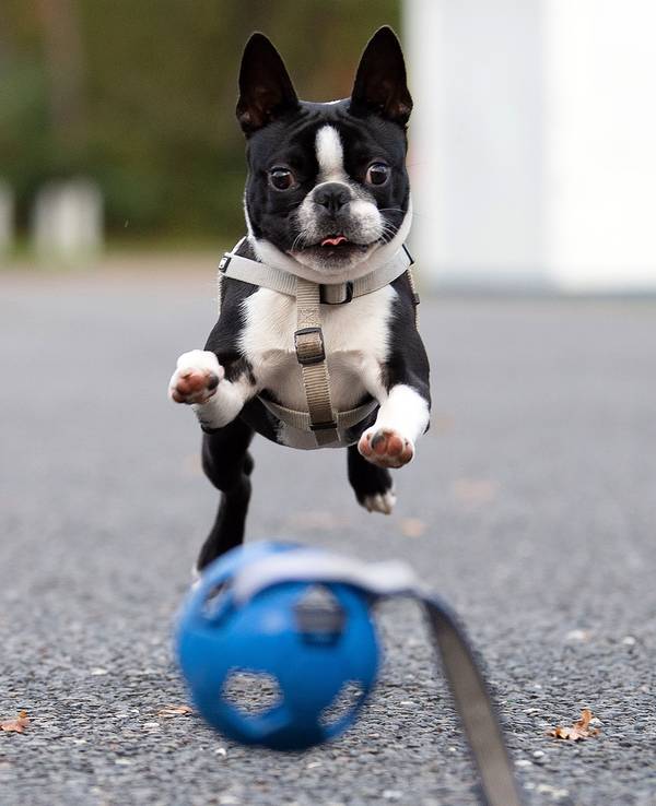 Ein junger Boston Terrier spielt mit seinem Ball.