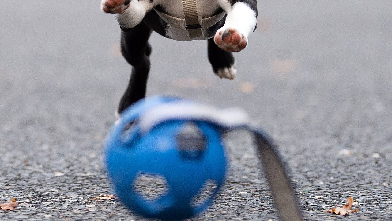 Ein junger Boston Terrier spielt mit seinem Ball.