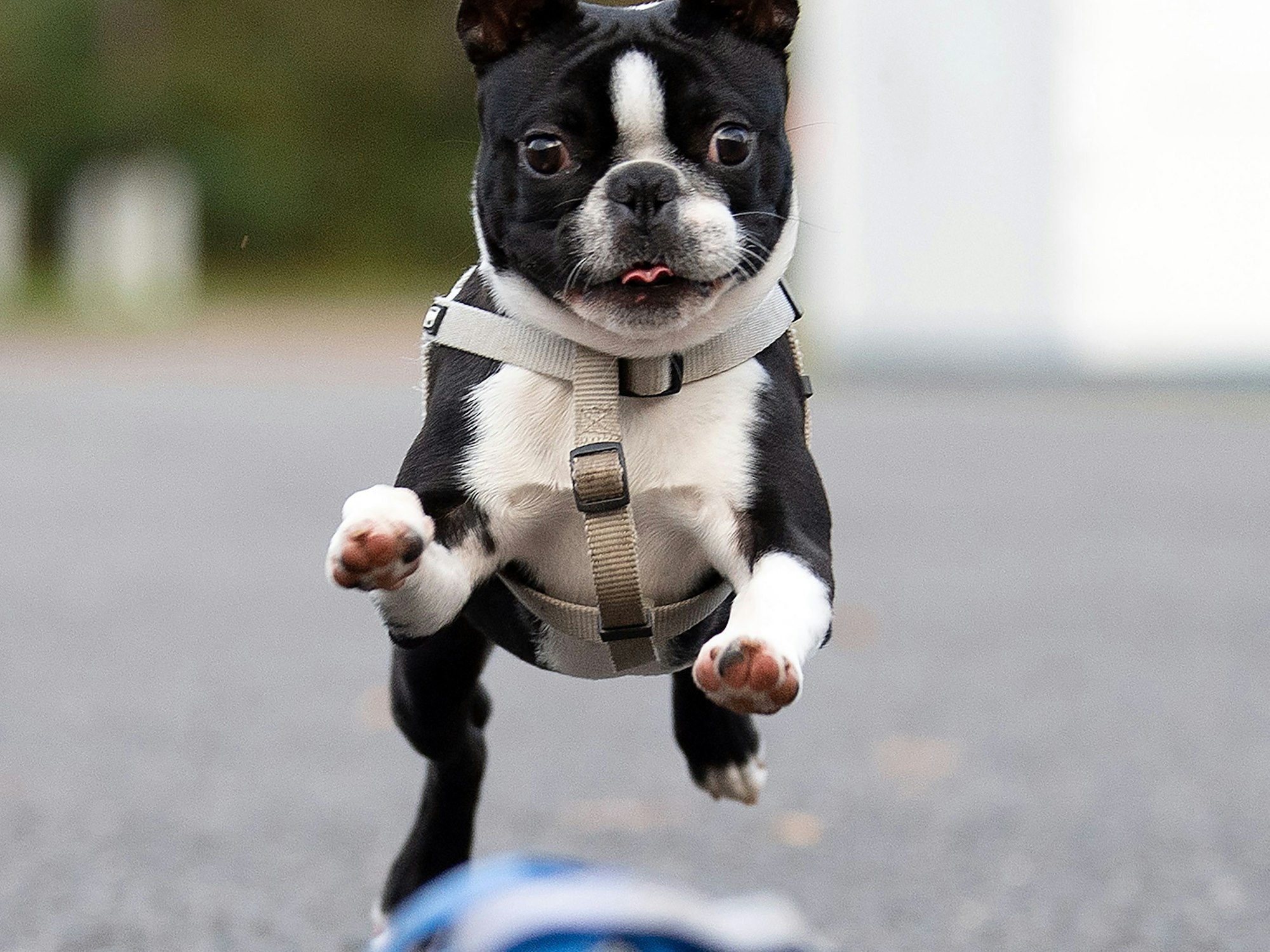 Ein junger Boston Terrier spielt mit seinem Ball.