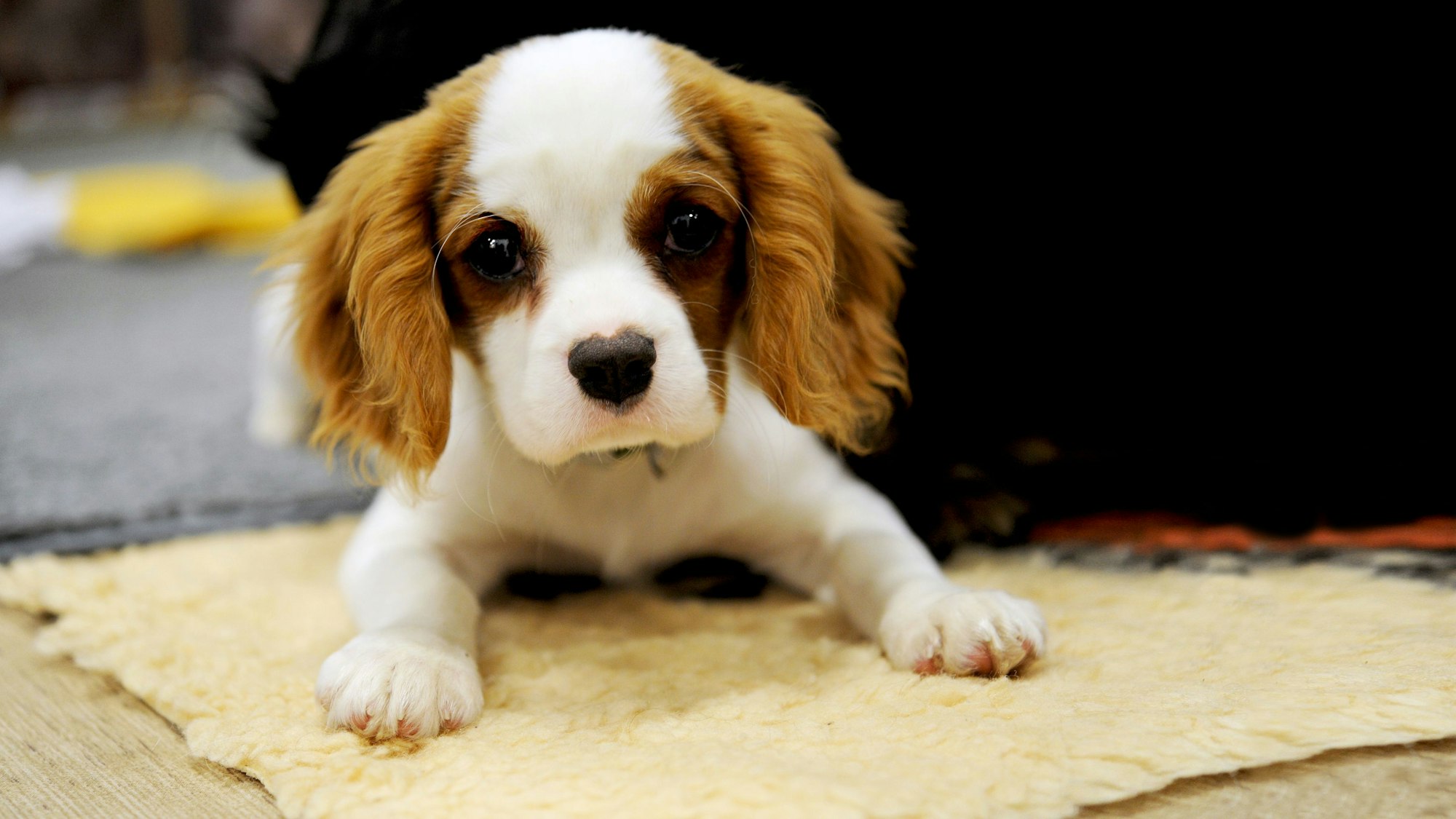 Junger Welpe auf Decke