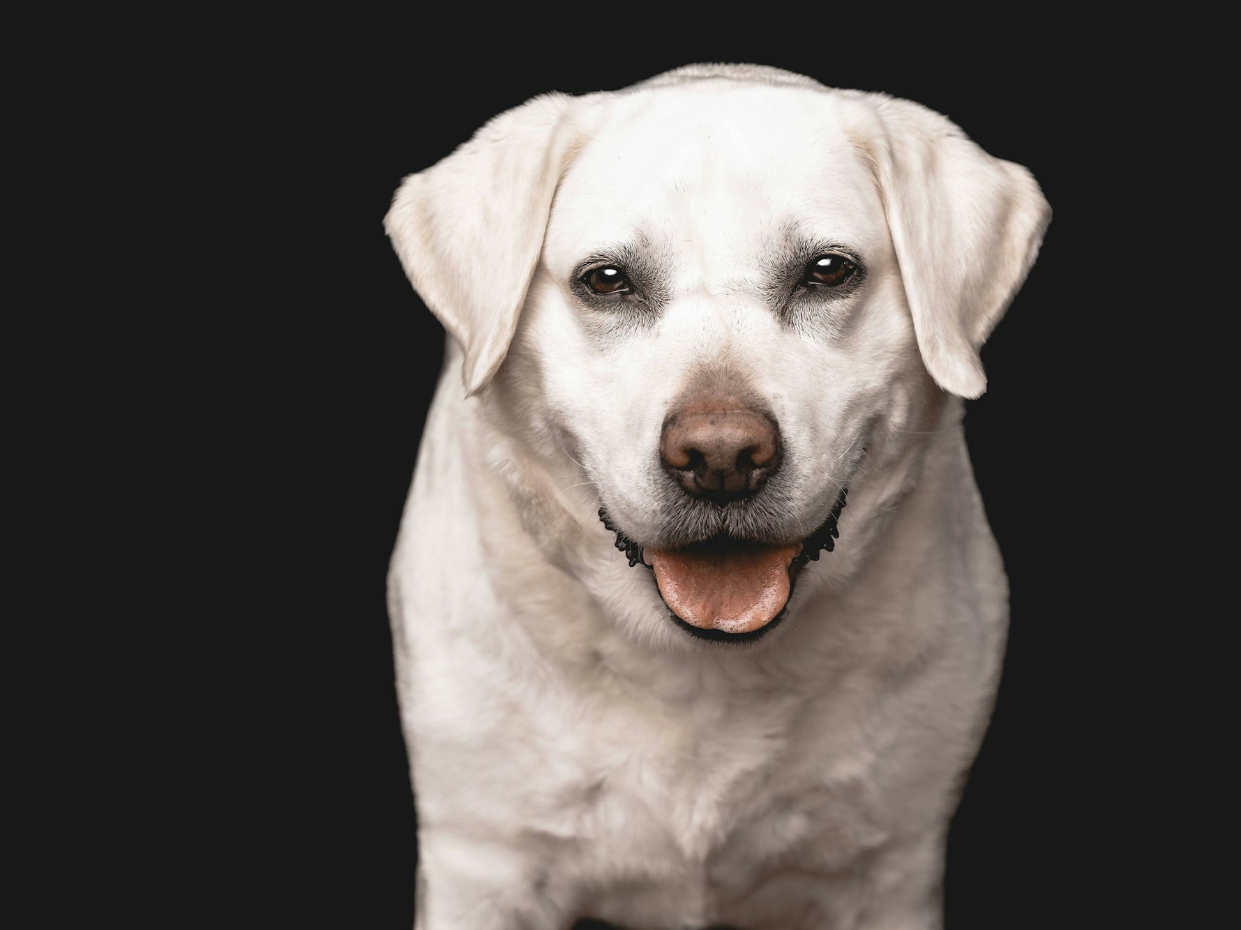 Um einen Labrador wie auf diesem Symbolfoto diesen drehte sich der Krimi, der vor dem Kölner Amtsgericht verhandelt wurde.