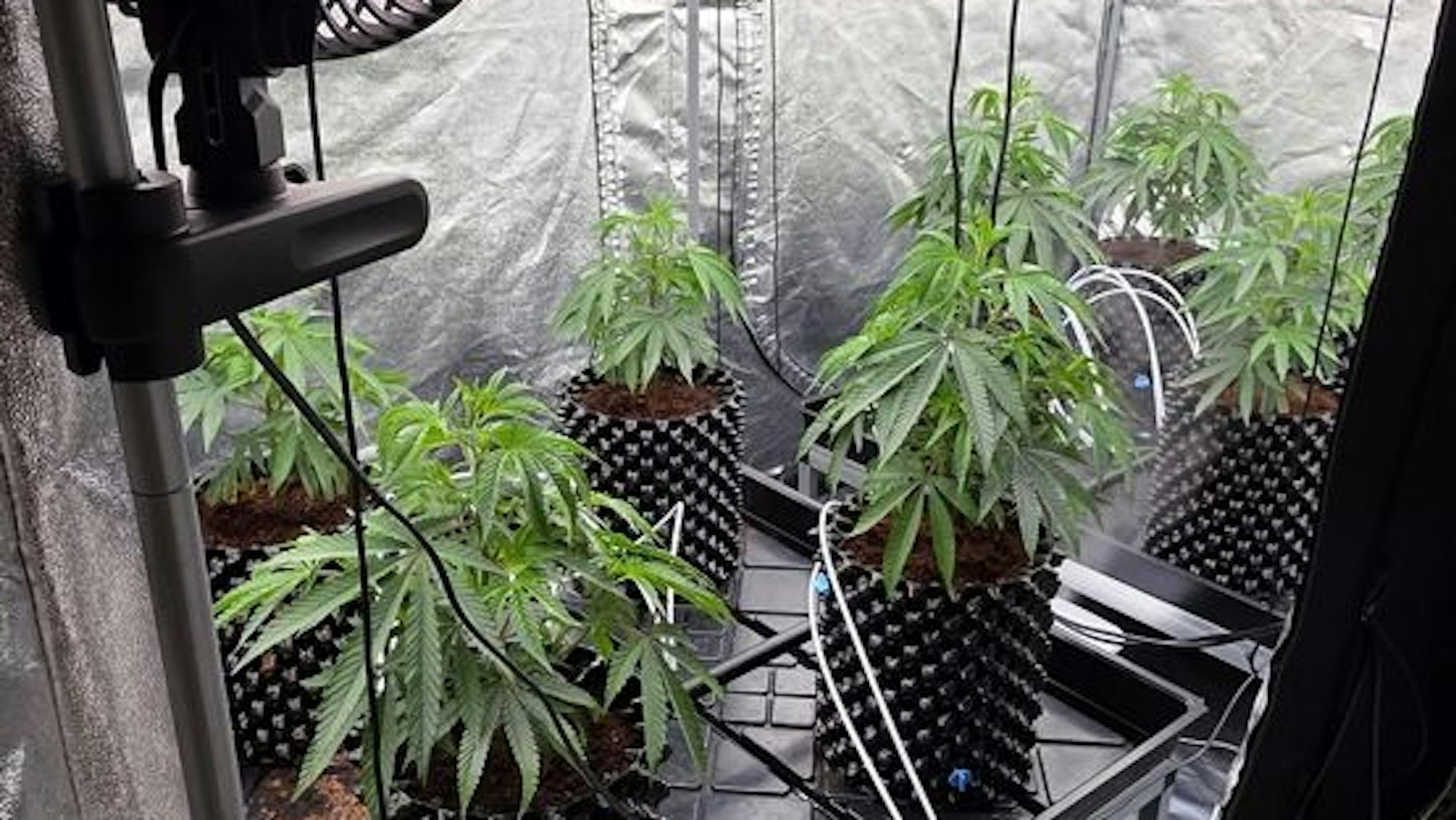 Ein aufgestelltes Growzelt für Cannabispflanzen.