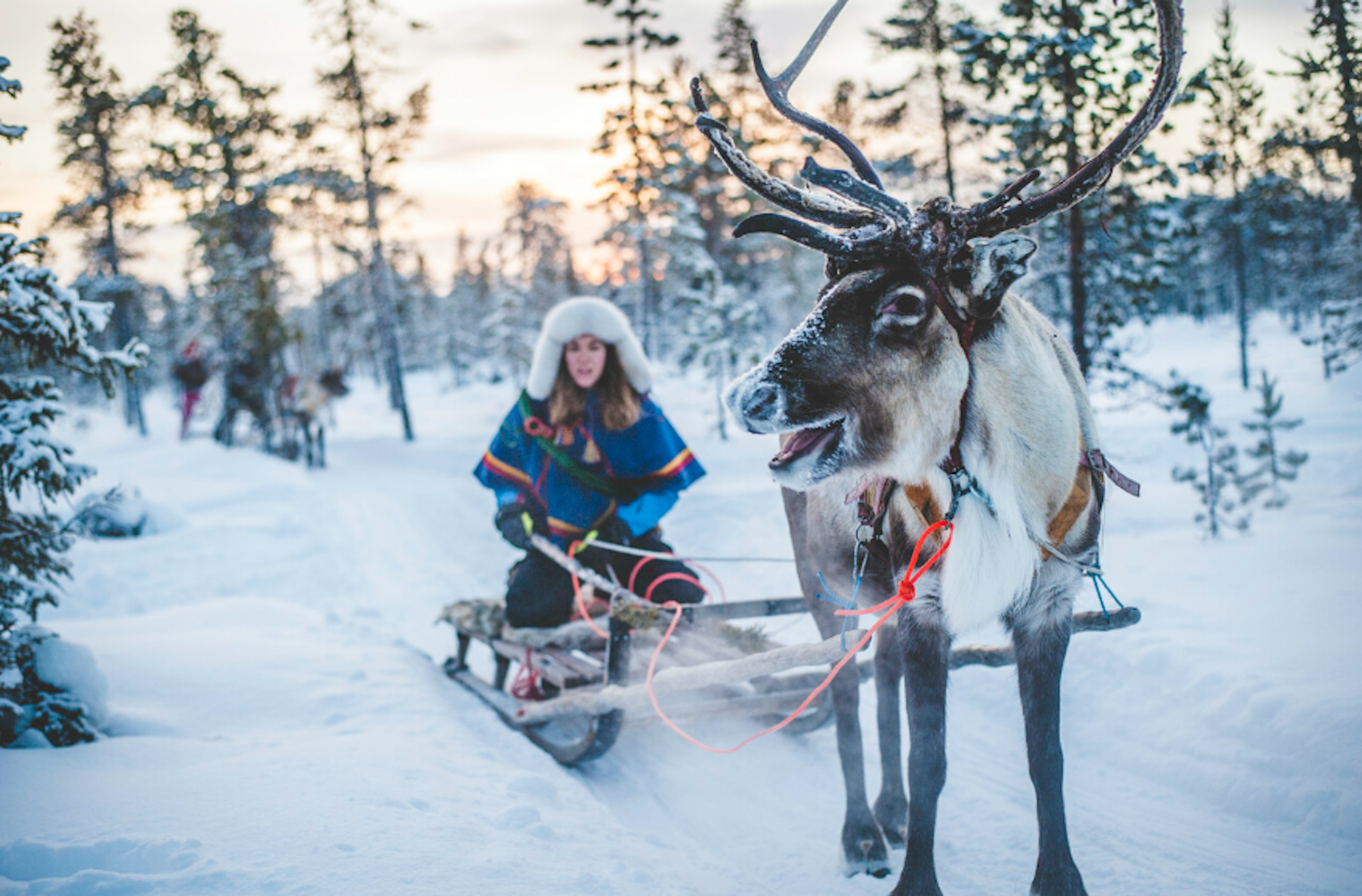 Im Vordergrund ist ein Rentier mit prächtigem Geweih zu sehen, das einen traditionellen Schlitten durch eine tief verschneite Landschaft zieht.