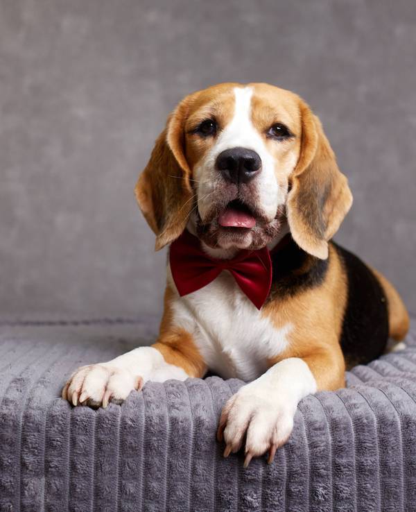 Intelligenter Beagle-Hund mit roter Fliege auf dem Bett liegend