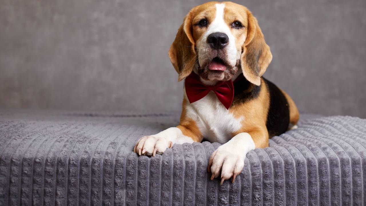 Intelligenter Beagle-Hund mit roter Fliege auf dem Bett liegend