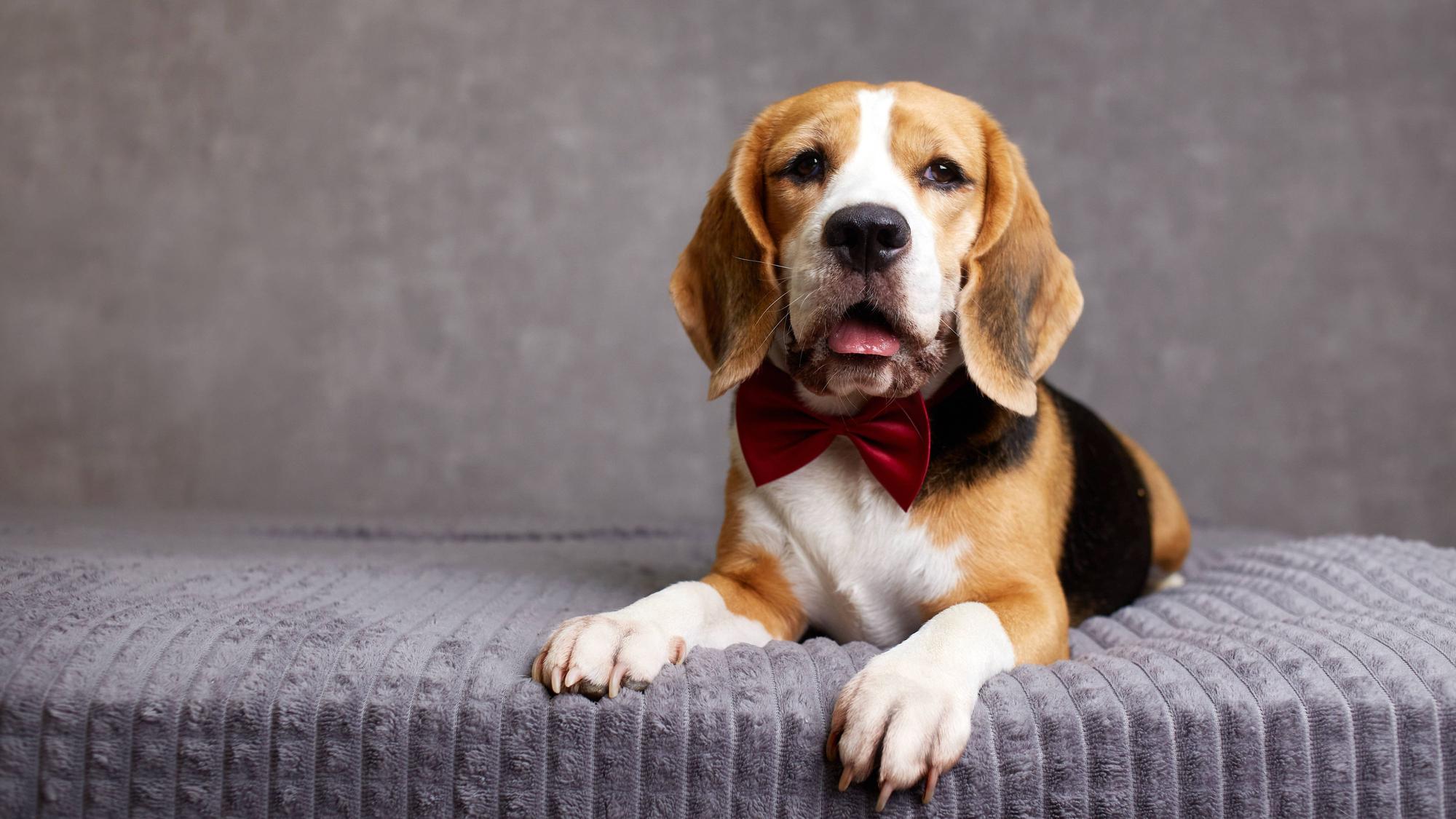 Intelligenter Beagle-Hund mit roter Fliege auf dem Bett liegend