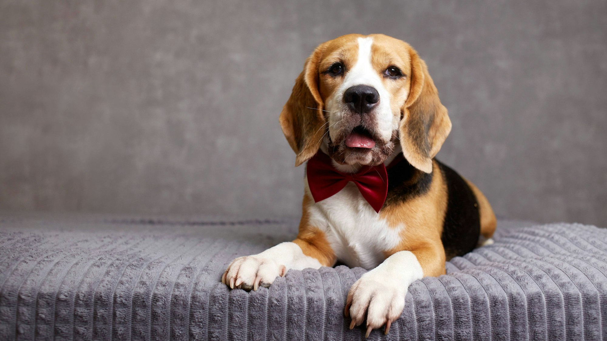 Intelligenter Beagle-Hund mit roter Fliege auf dem Bett liegend