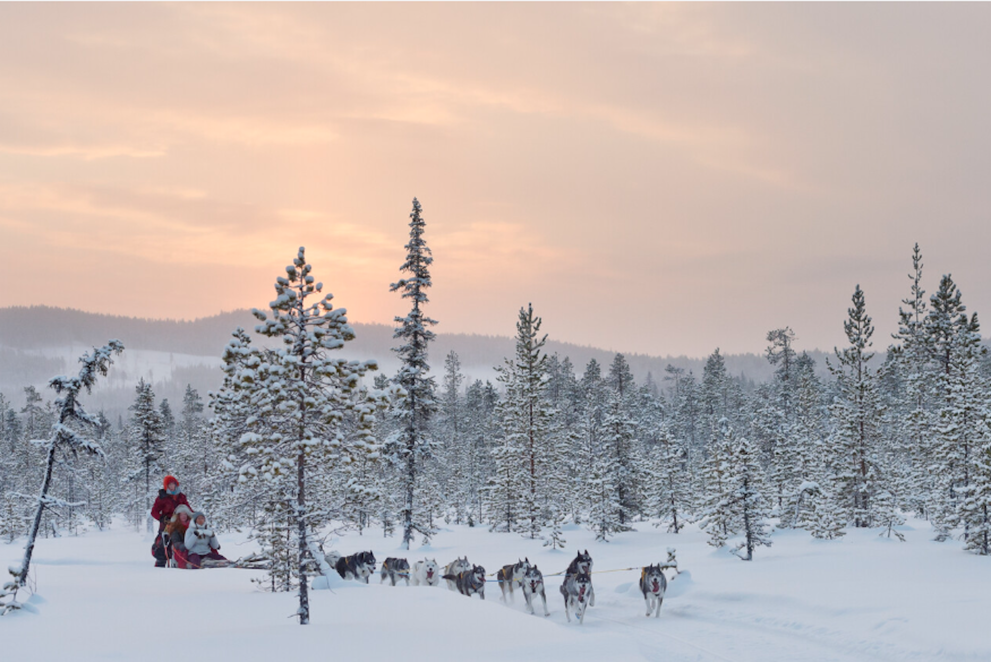 Ein Hundeschlitten-Team mit mehreren Huskys zieht durch eine weite, tief verschneite Landschaft, eingerahmt von schneebedeckten Bäumen.