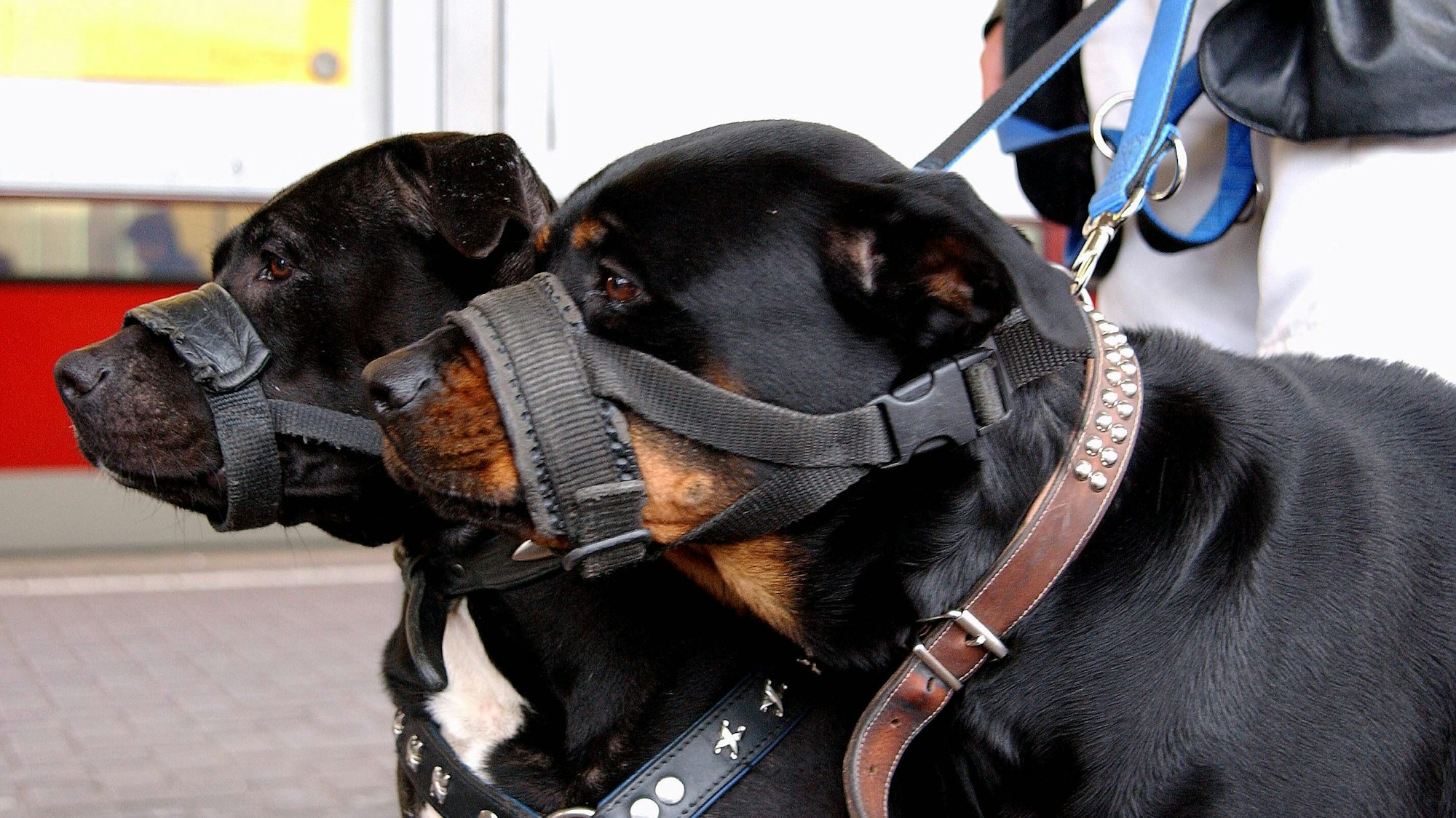 Pitbull-Mastino-Mischling und Rottweiler mit Maulkorb müssen an der Leine gehalten werden