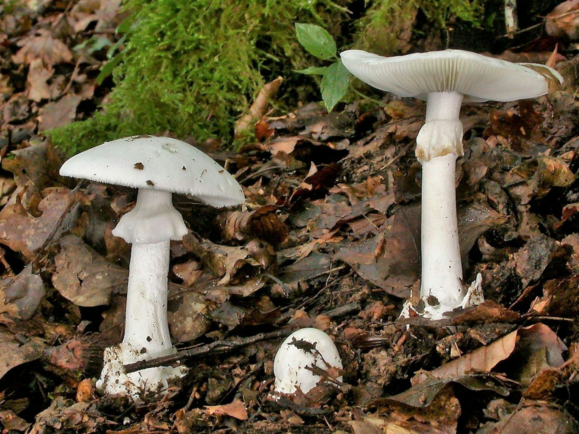 Grüne Knollenblätterpilze stehen auf Waldboden. Der Giftpilz sieht essbaren weißen Champignons ähnlich. Der Verzehr des Pilzes kann die Leber schädigen und sogar tödlich enden.