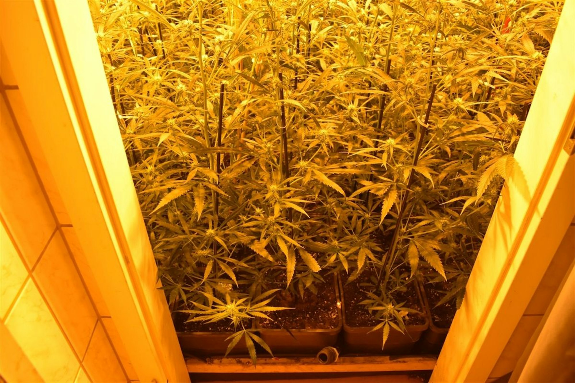 Cannabispflanze in einer Plantage