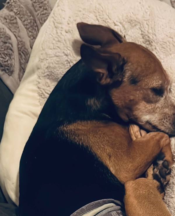 Ein Hund liegt zusammengerollt auf einer Decke.