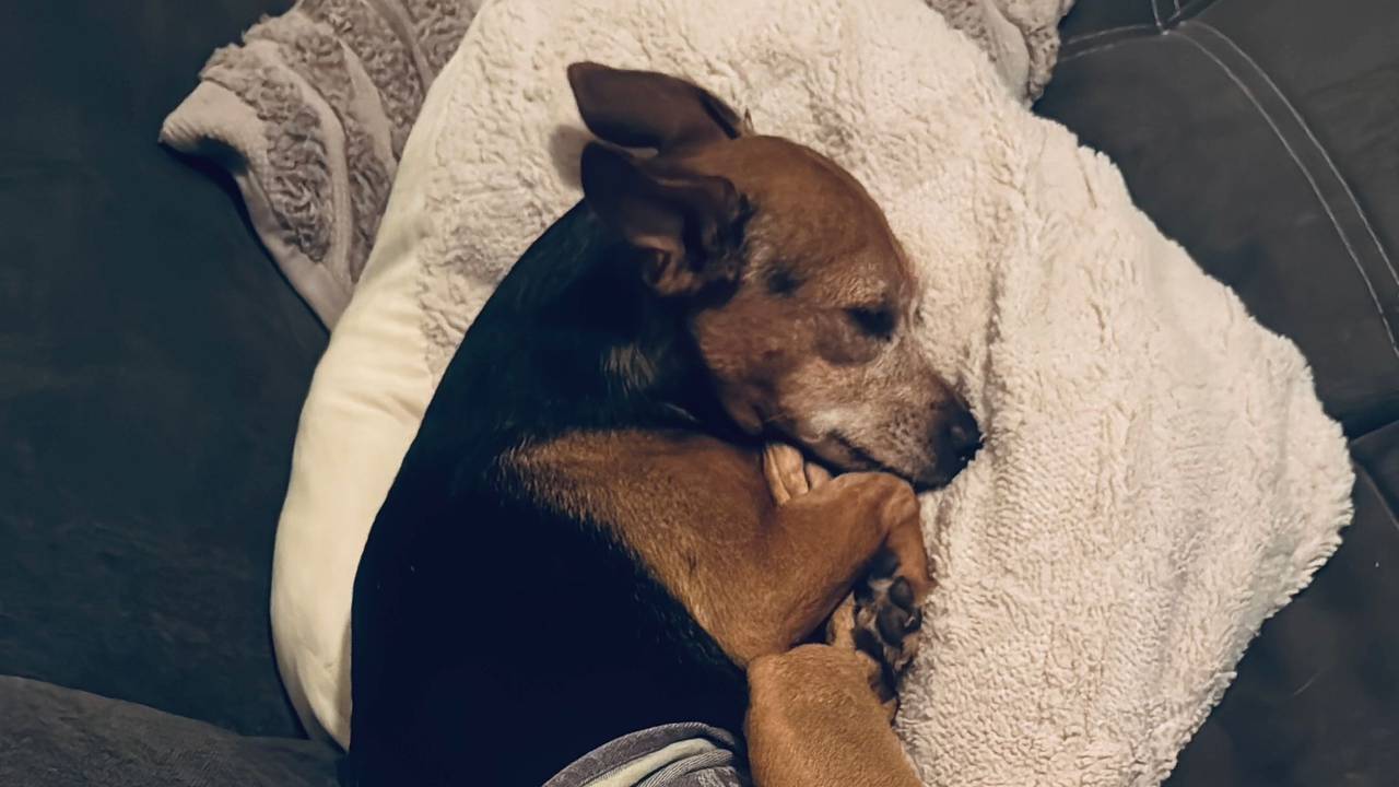 Ein Hund liegt zusammengerollt auf einer Decke.