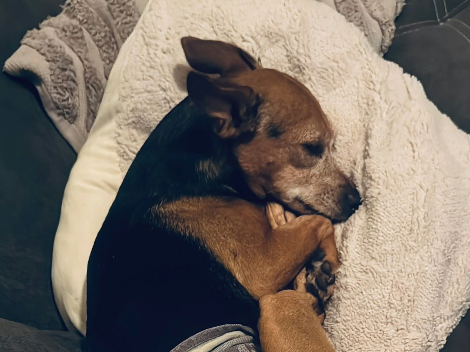Ein Hund liegt zusammengerollt auf einer Decke.