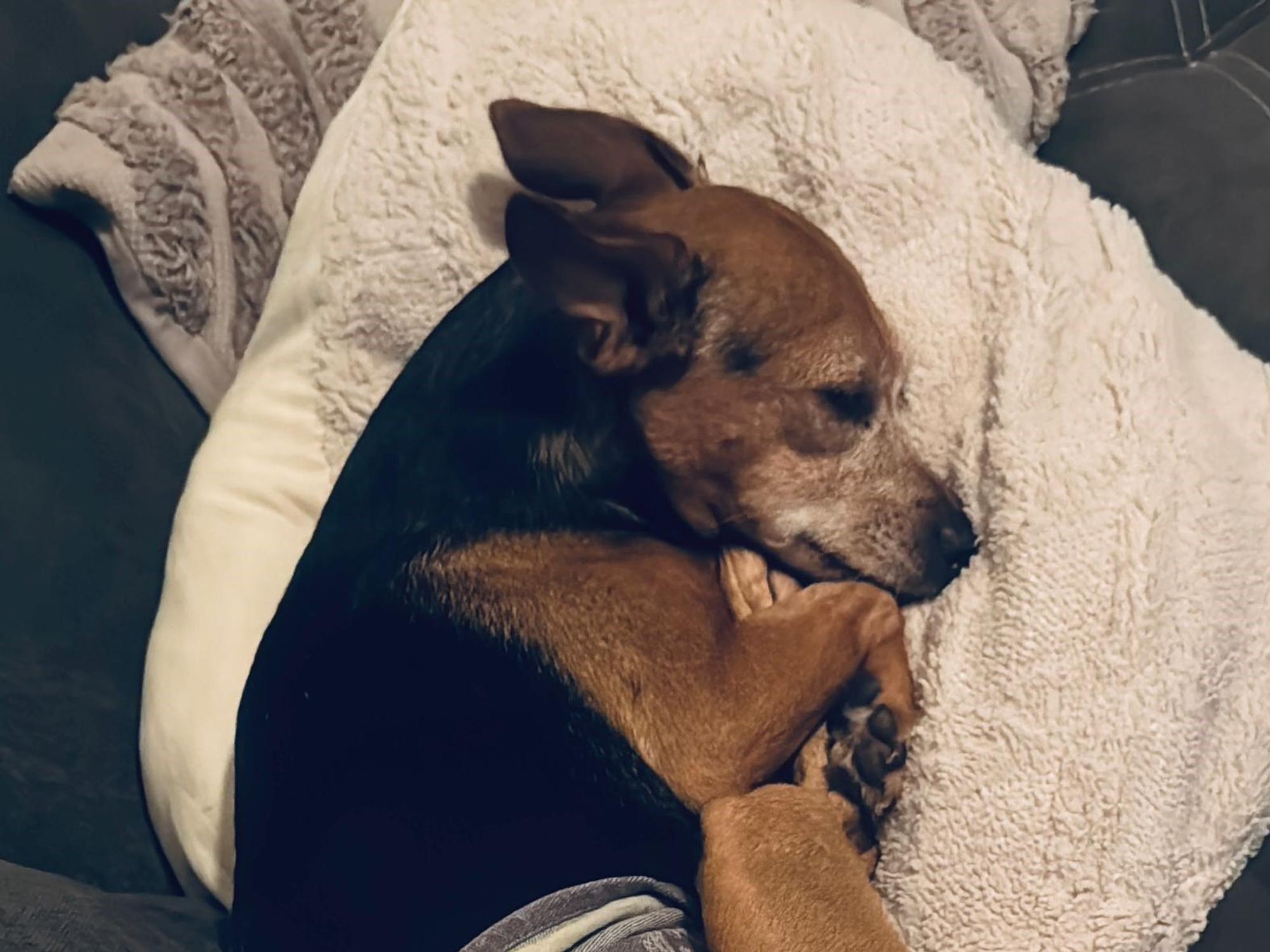 Ein Hund liegt zusammengerollt auf einer Decke.