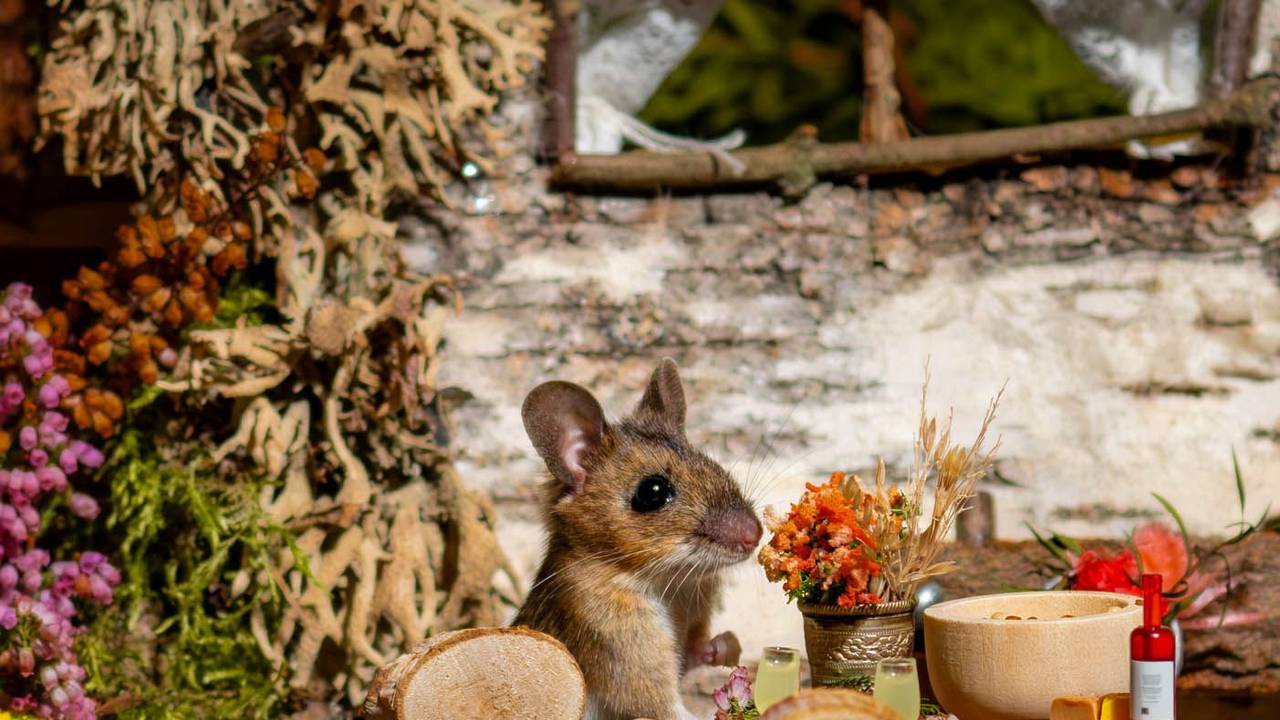 Eine Maus sitzt an einem kleinen Tisch in einem Puppenhaus