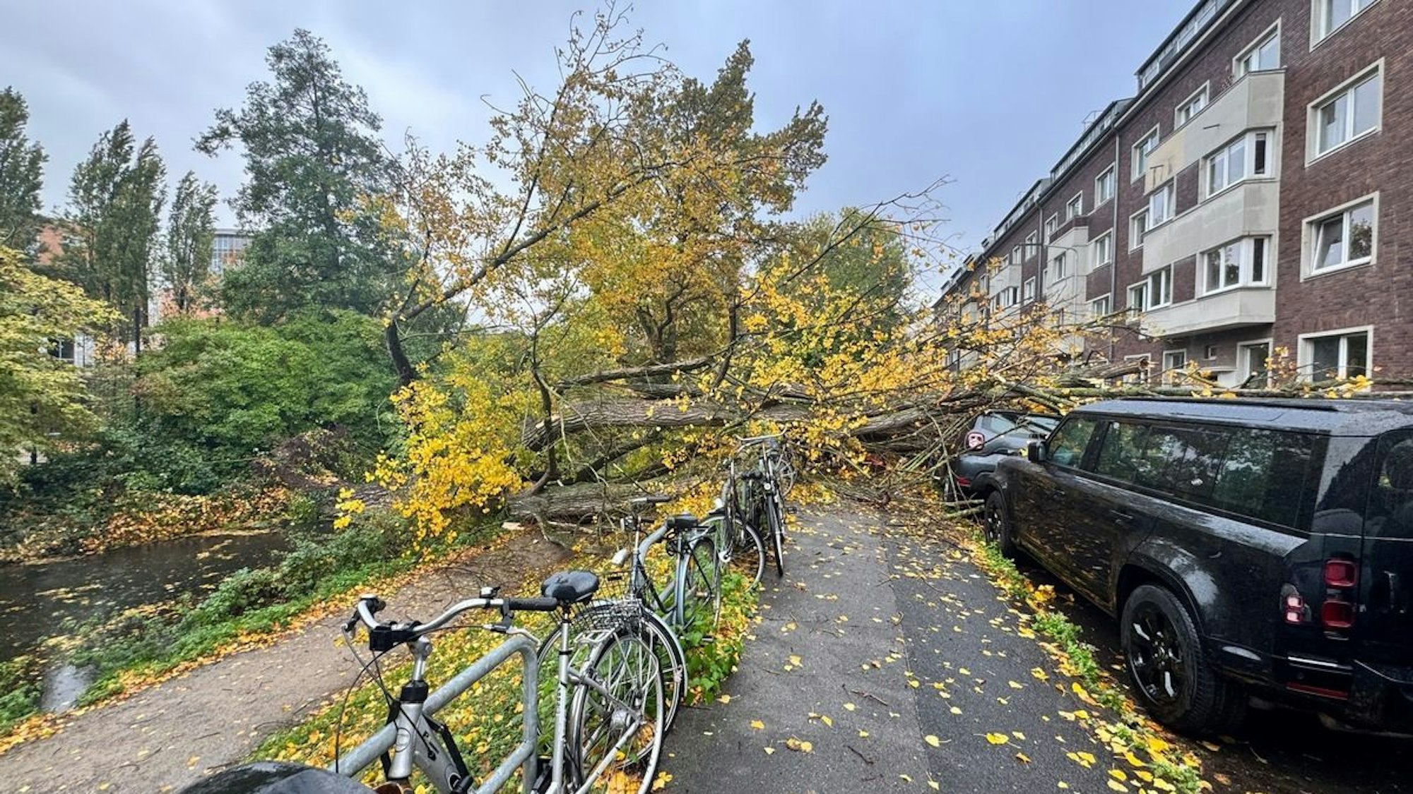 Ein riesiger umgestürzter Baum liegt auf mehreren Autos.