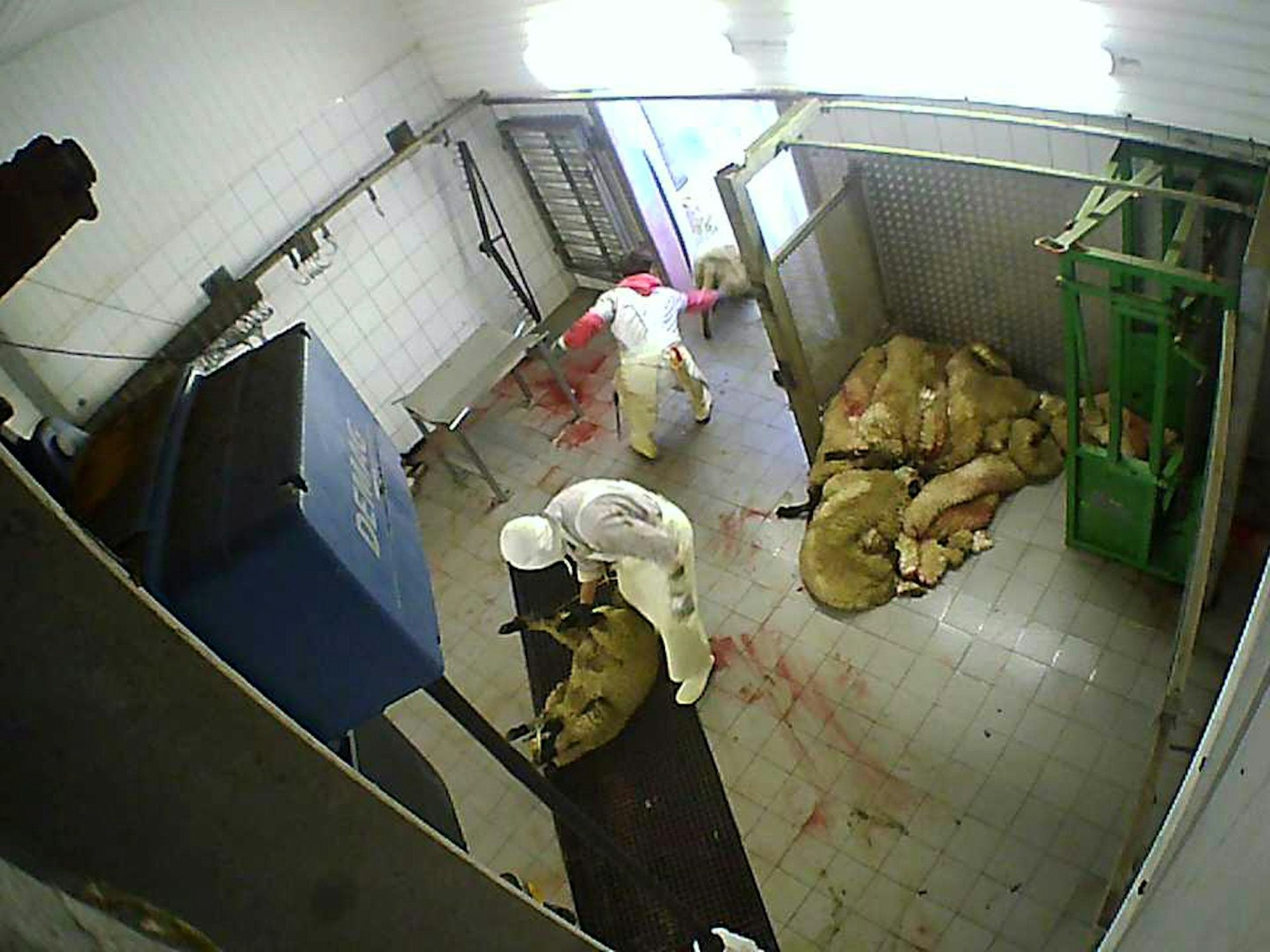 Ein Mann zerrt ein Tier am Schwanz in einen Schlachtraum, dort steht ein zweiter Mann vor einem Schaf, das auf dem Boden liegt, ein paar Meter weiter liegen Tierkadaver auf einem Haufen.