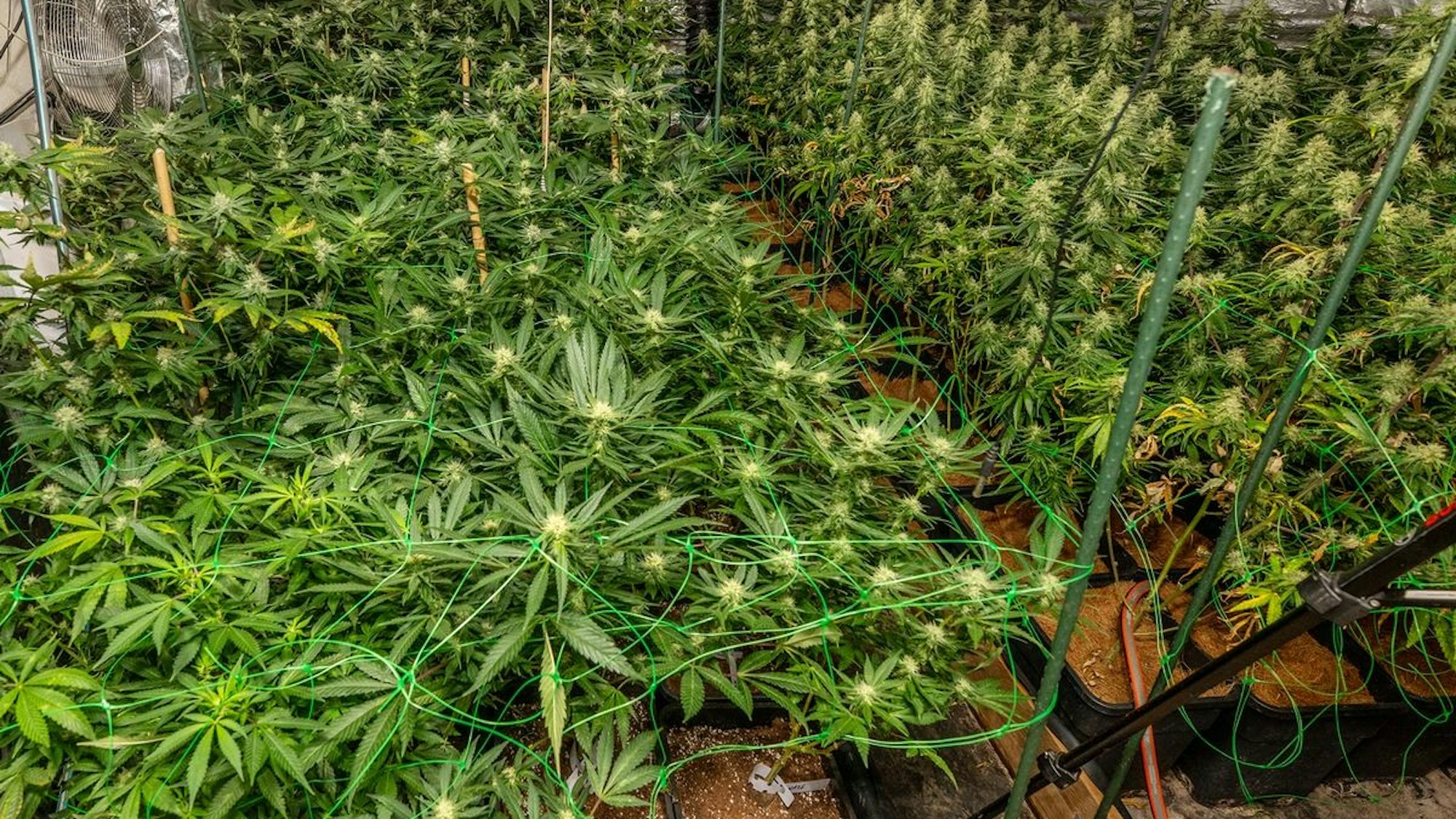 Aufgebrochene Tür zu einer Cannabis-Plantage mit vielen Pflanzen.
