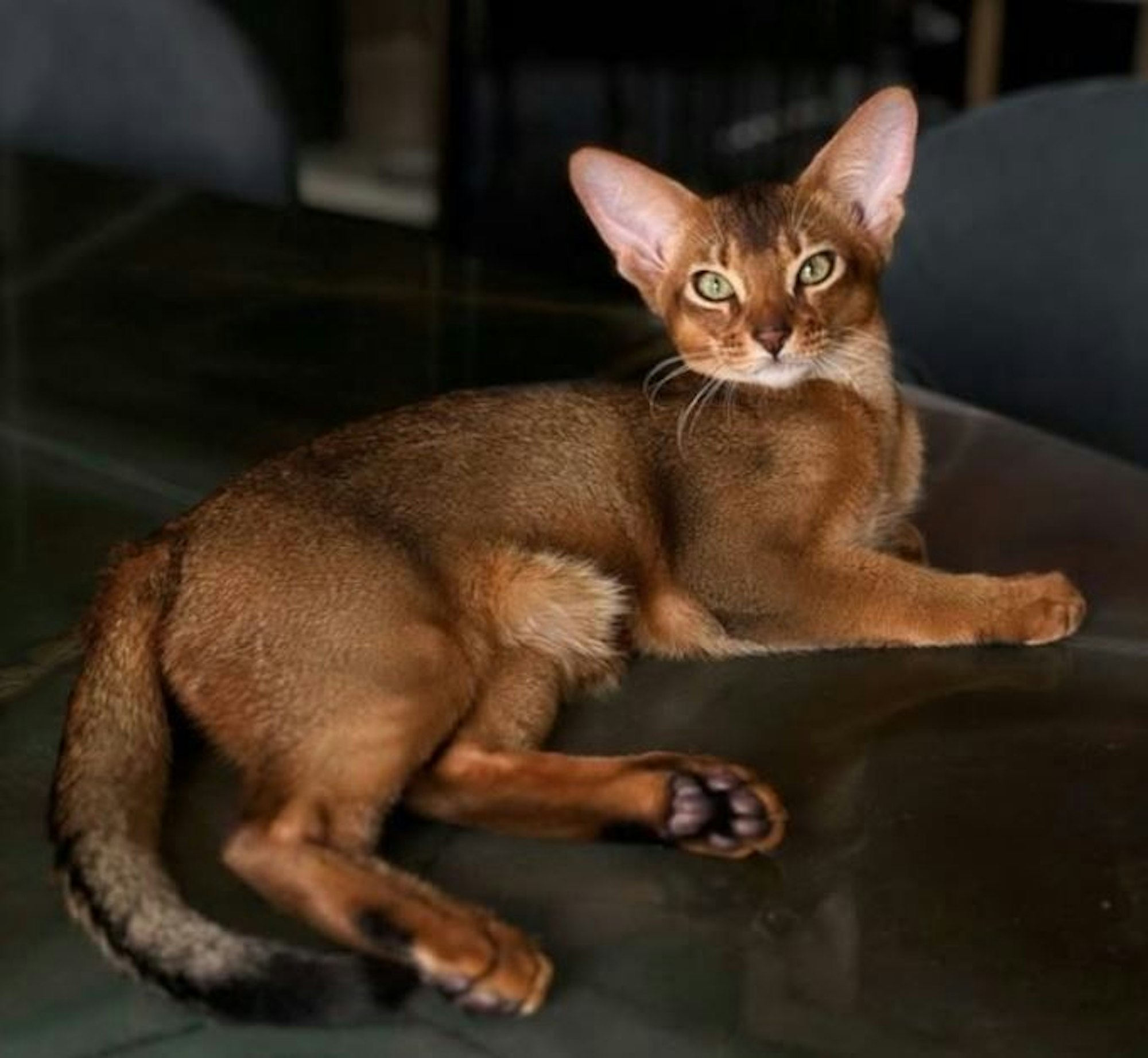 Die braune Katze von Michy Batshuayi.