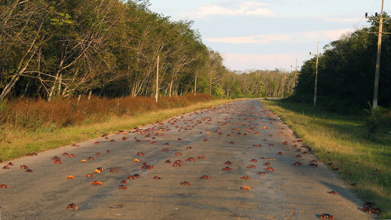 Über all sind auf Christmas Island die roten Krabben unterwegs.