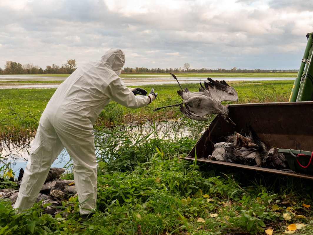 Ein Helfer sammelt einen toten Kranich auf und wirft ihn in eine Traktorschaufel. Die auch als Vogelgrippe bezeichnete Geflügelpest hat sich mittlerweile fast über ganz Deutschland ausgebreitet.