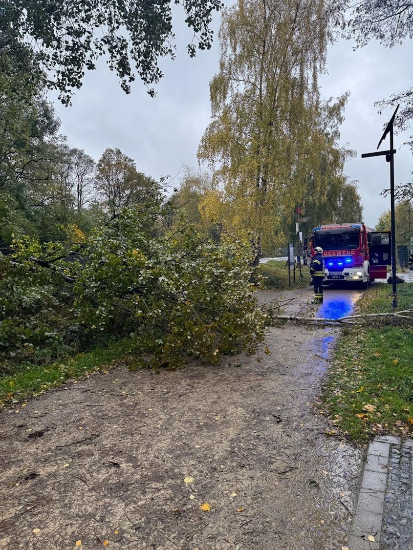 Umgestürzte Bäume auf einem Radweg.