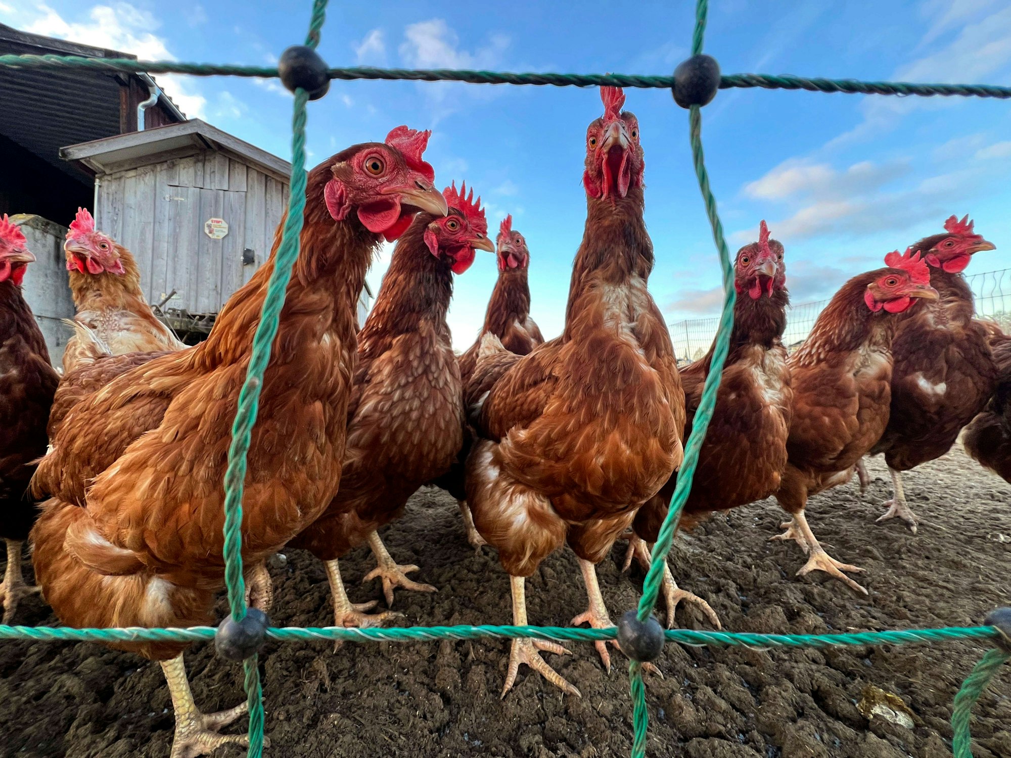 Freilaufende Hühner sind an einer Absperrung.