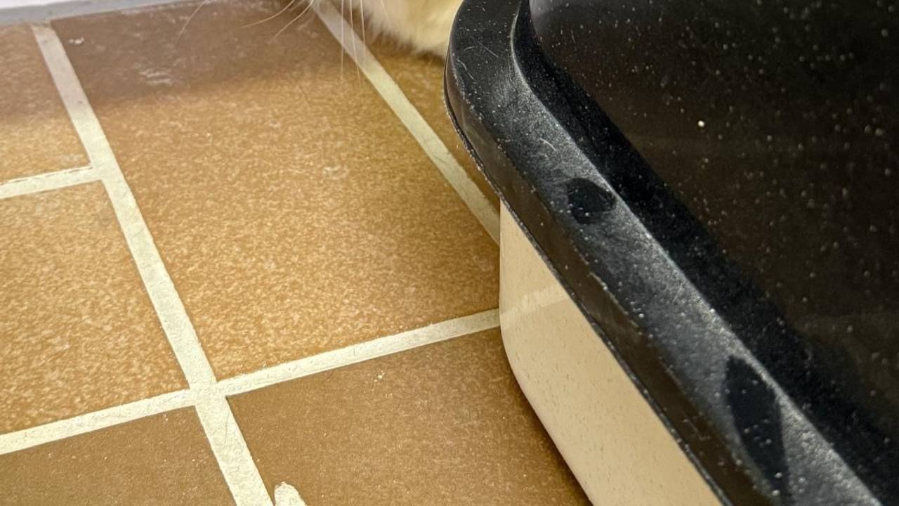 Eine Katze mit nach vorne geklappten Ohren versteckt sich hinter einem Kratzbaum.