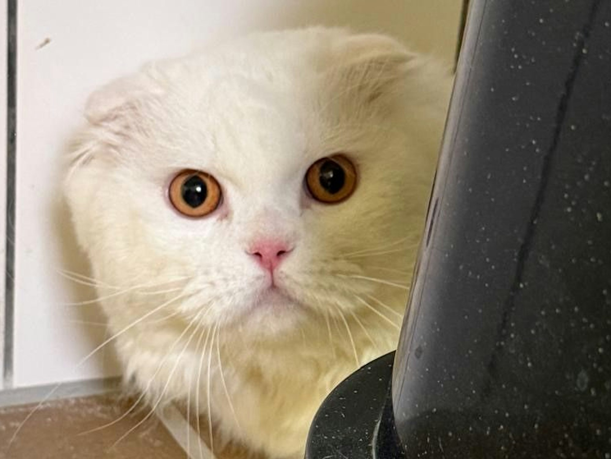 Eine Katze mit nach vorne geklappten Ohren versteckt sich hinter einem Kratzbaum.