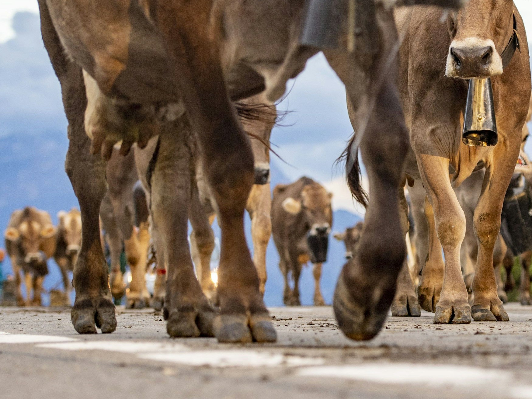 Eine Kuhherde hat eine Frau beim Spaziergang zu Tode getrampelt.