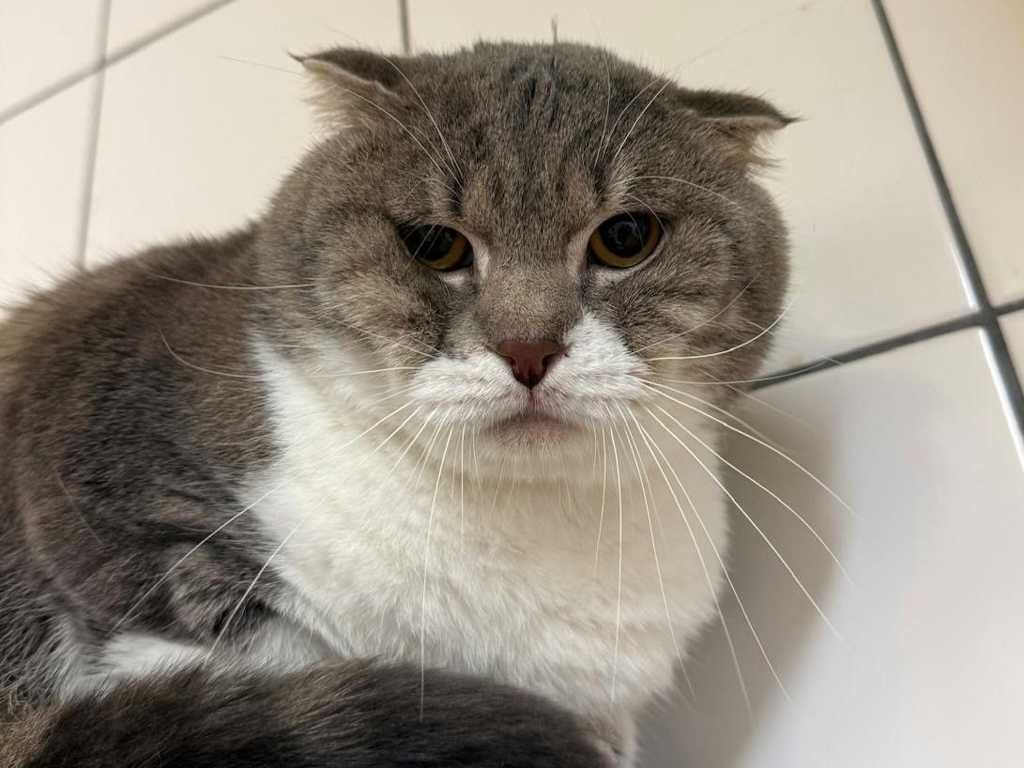 Eine Katze mit nach vorne geklappten Ohren sitzt auf einem Podest.