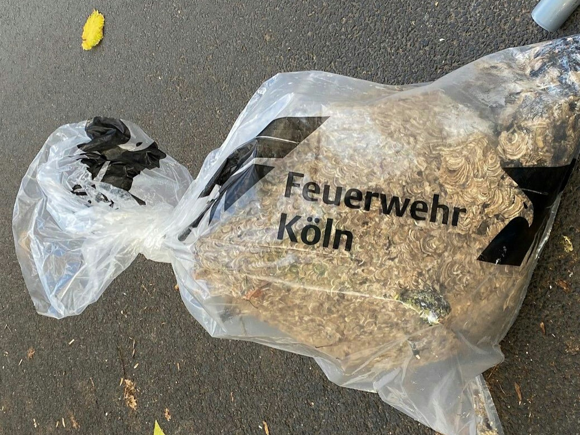 Ein Hornissennest befindet sich in einer Plastiktüte.