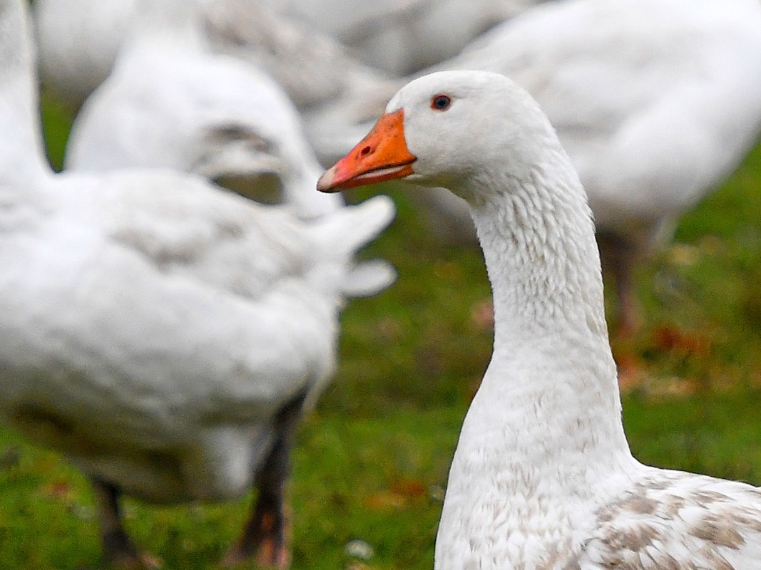 Bislang sind noch keine Gänsehalter in der Region rund um Köln von der Vogelgrippe betroffen (Symbolbild).