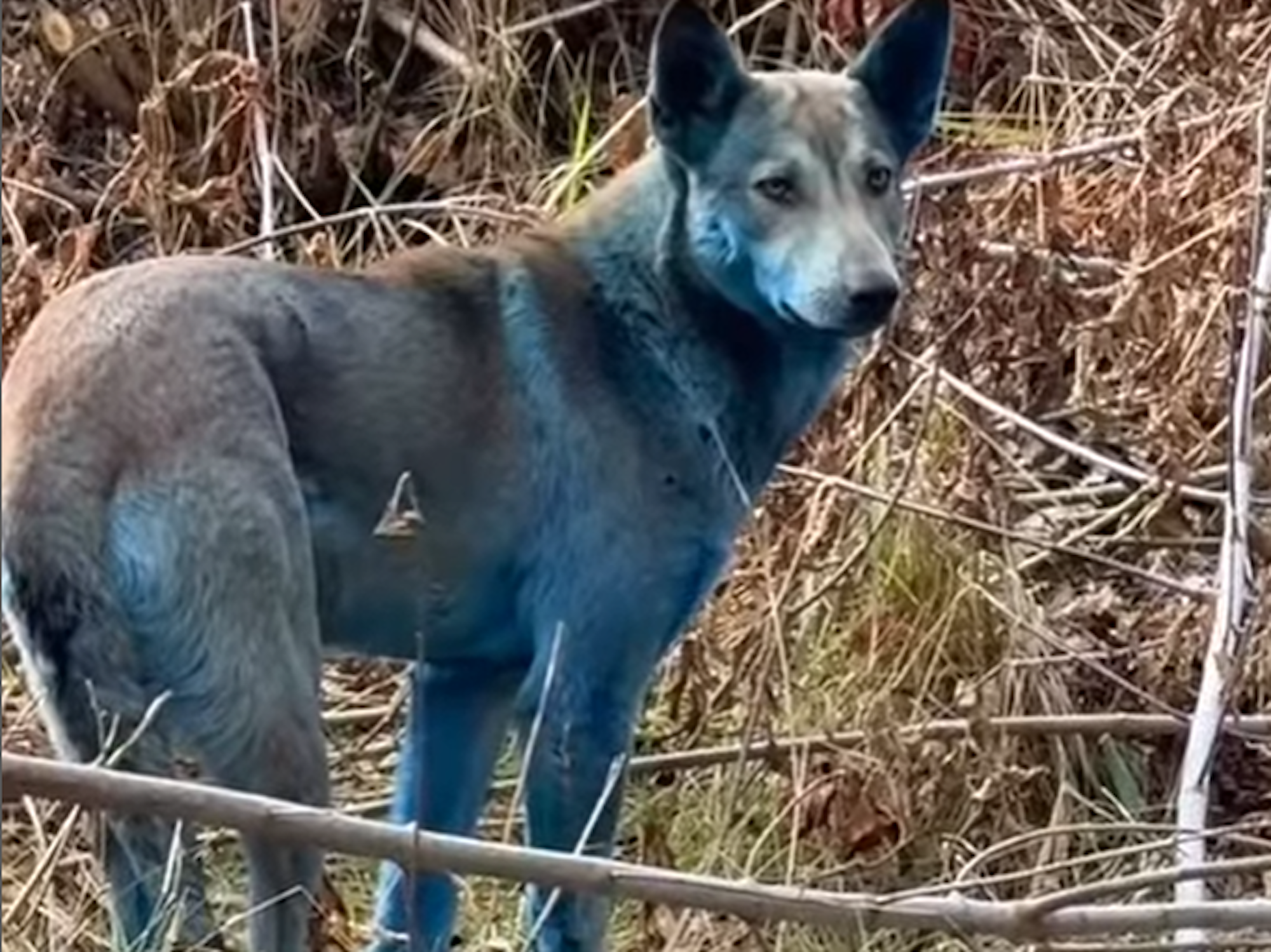 Auf dem Gelände des ehemaligen Kernkraftwerks Tschernobyl wurden Hunde mit blauem Fell gesichtet.