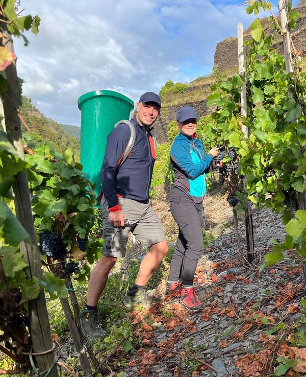 Zwei Menschen, einer davon mit grüner Kiepe auf dem Rücken, bei der Weinlese in einem Weinberg.