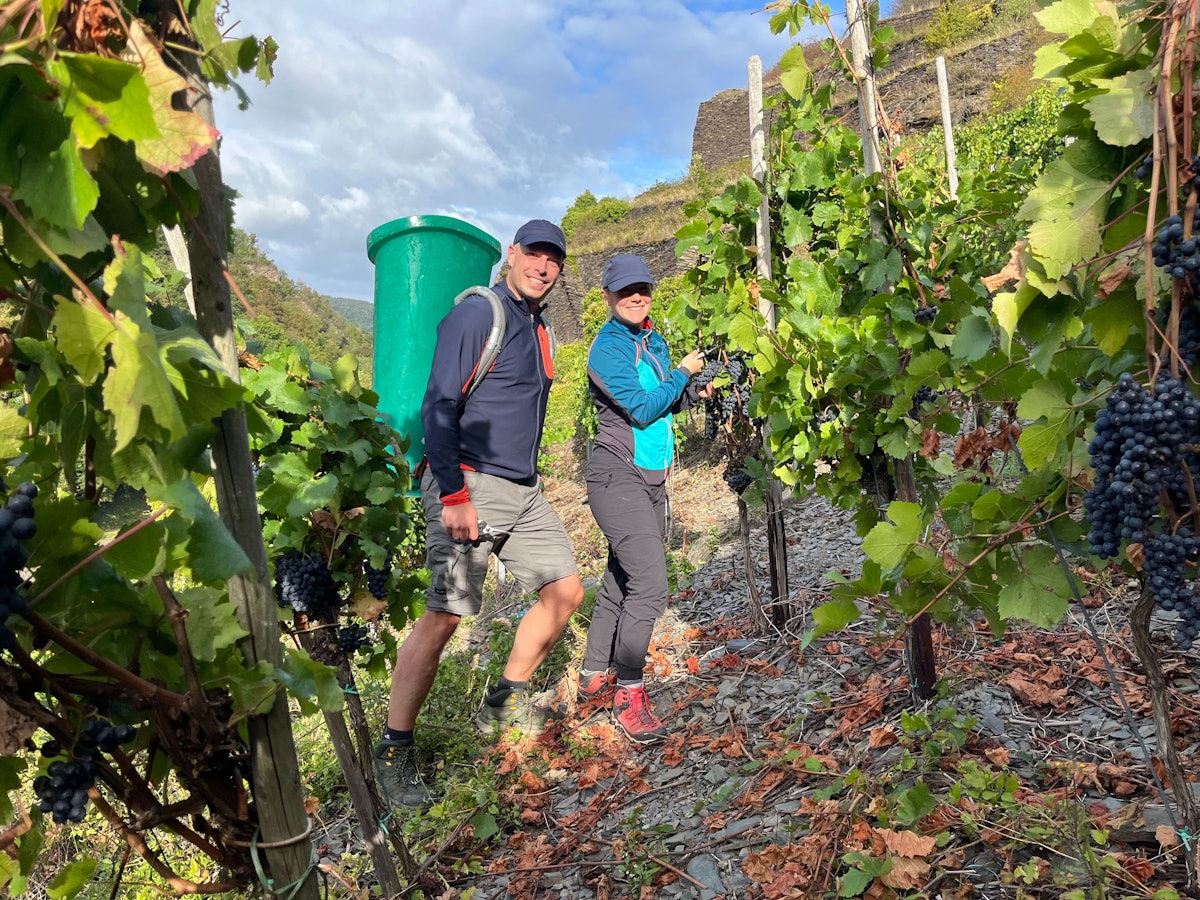 Zwei Menschen, einer davon mit grüner Kiepe auf dem Rücken, bei der Weinlese in einem Weinberg.