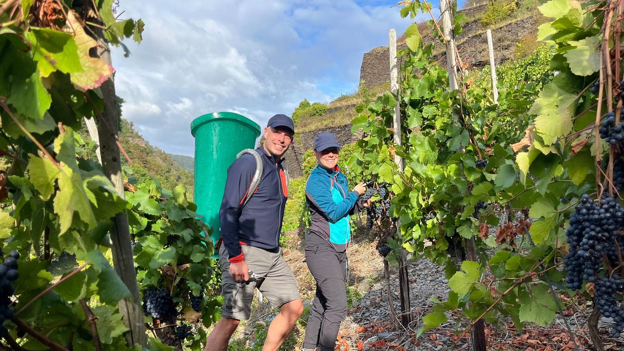 Zwei Menschen, einer davon mit grüner Kiepe auf dem Rücken, bei der Weinlese in einem Weinberg.